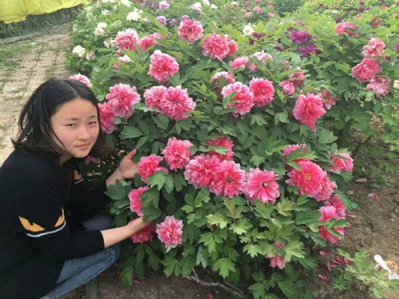 牡丹苗基地直销一头到多头都有货大量销售