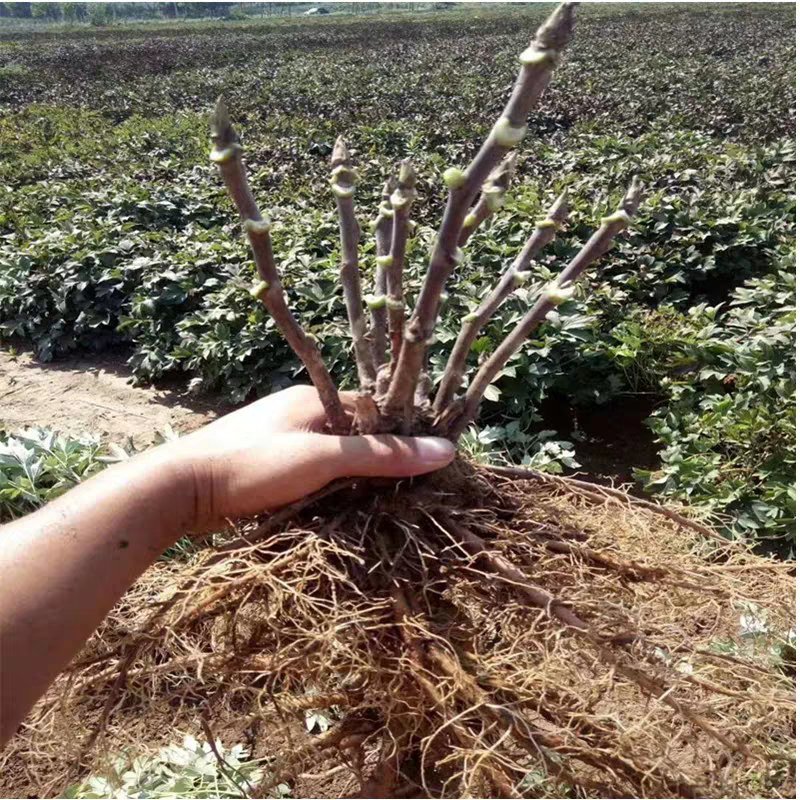 牡丹苗基地直销一头到多头都有货大量销售