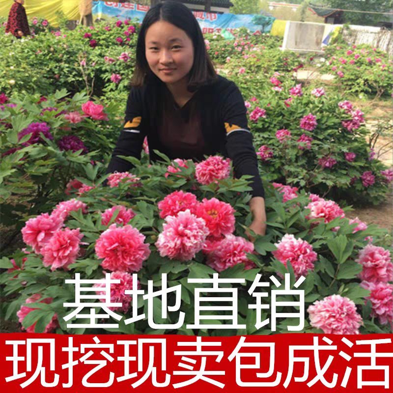 牡丹苗基地直销一头到多头都有货大量销售