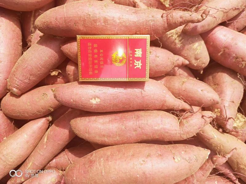 济薯26红薯加工厂市场电商板栗薯济薯25