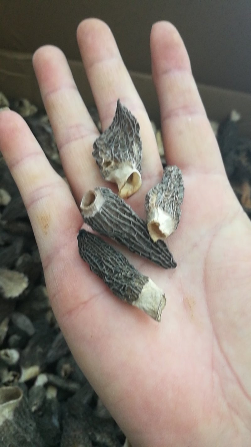羊肚菌干货批发，野生精品