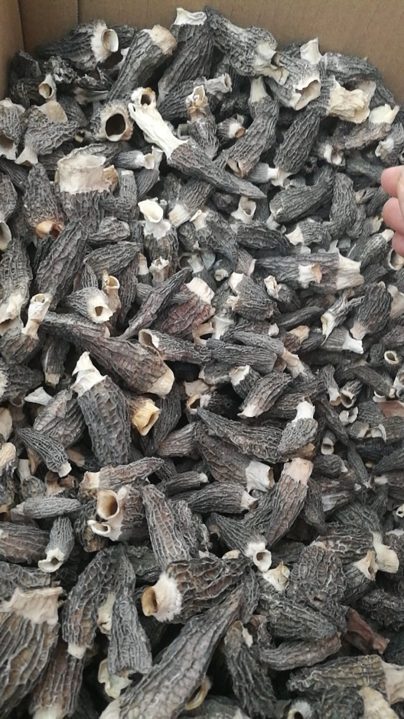 羊肚菌干货批发，野生精品