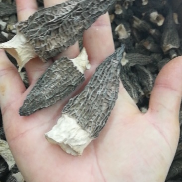 羊肚菌干货批发，野生精品