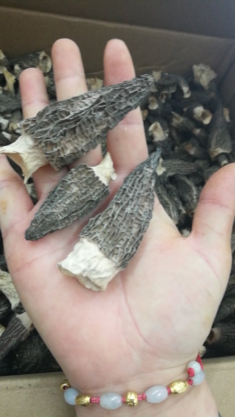 羊肚菌干货批发，野生精品