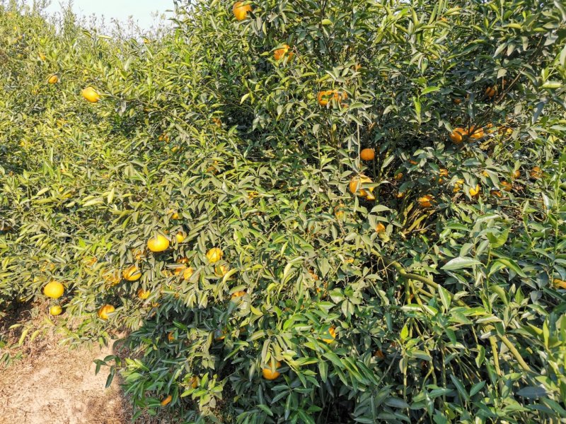 大量现货库存陈皮正宗新会十五年老陈皮批发陈皮干