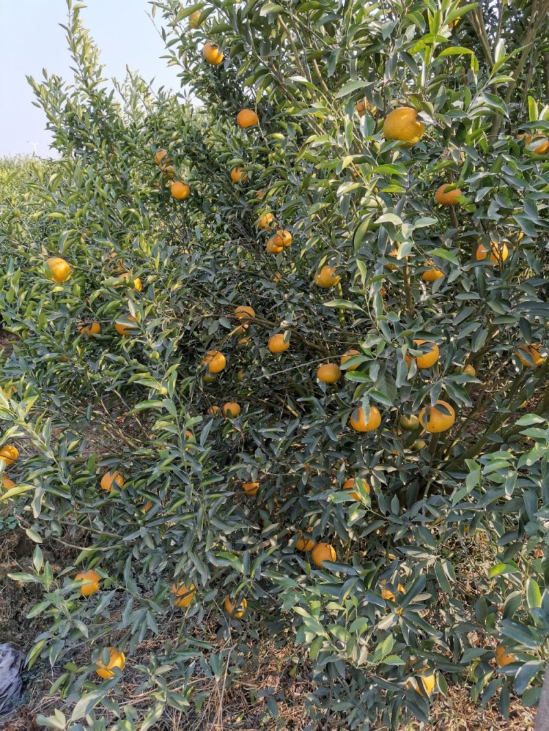 大量现货库存陈皮正宗新会十五年老陈皮批发陈皮干