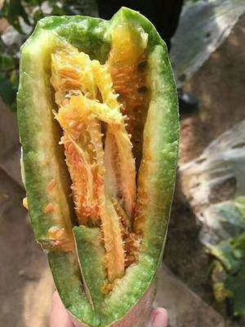 羊角蜜甜瓜，现货，地头装货，人工免费，，