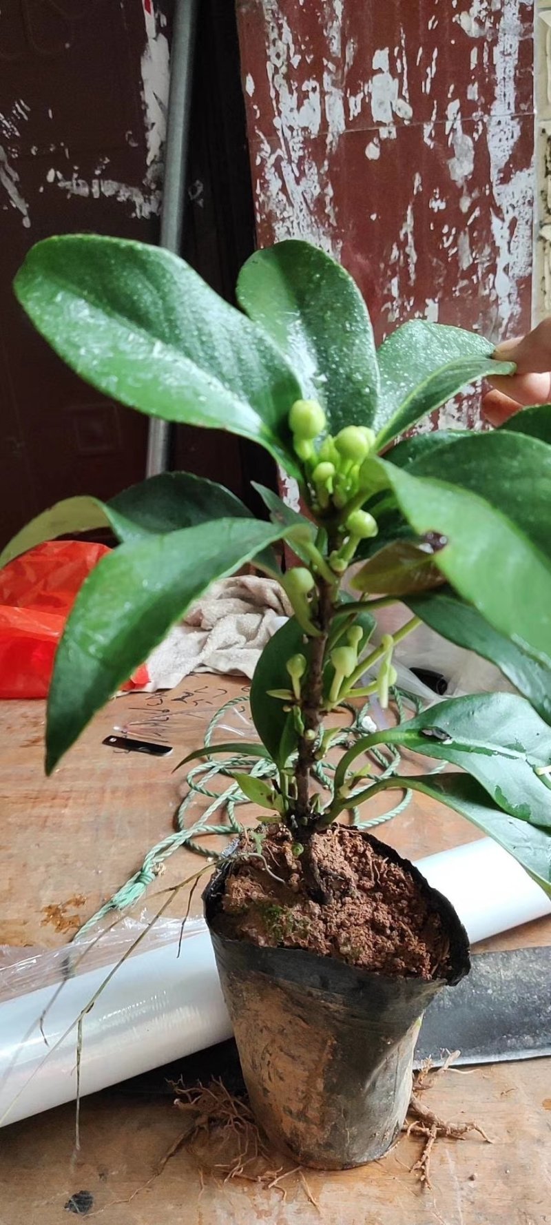 布福娜黑老虎苗粉红一号黑老虎苗