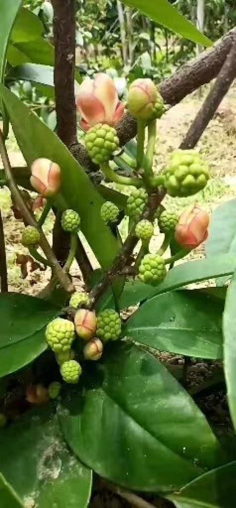 布福娜黑老虎苗粉红一号黑老虎苗