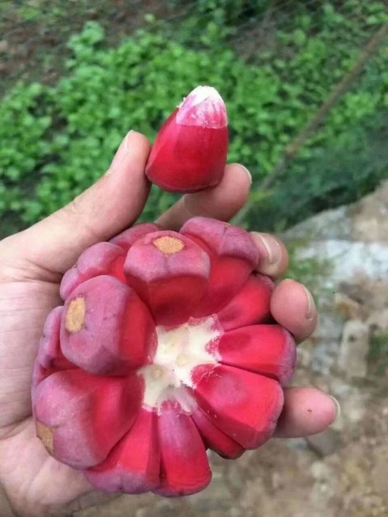 布福娜黑老虎苗粉红一号黑老虎苗