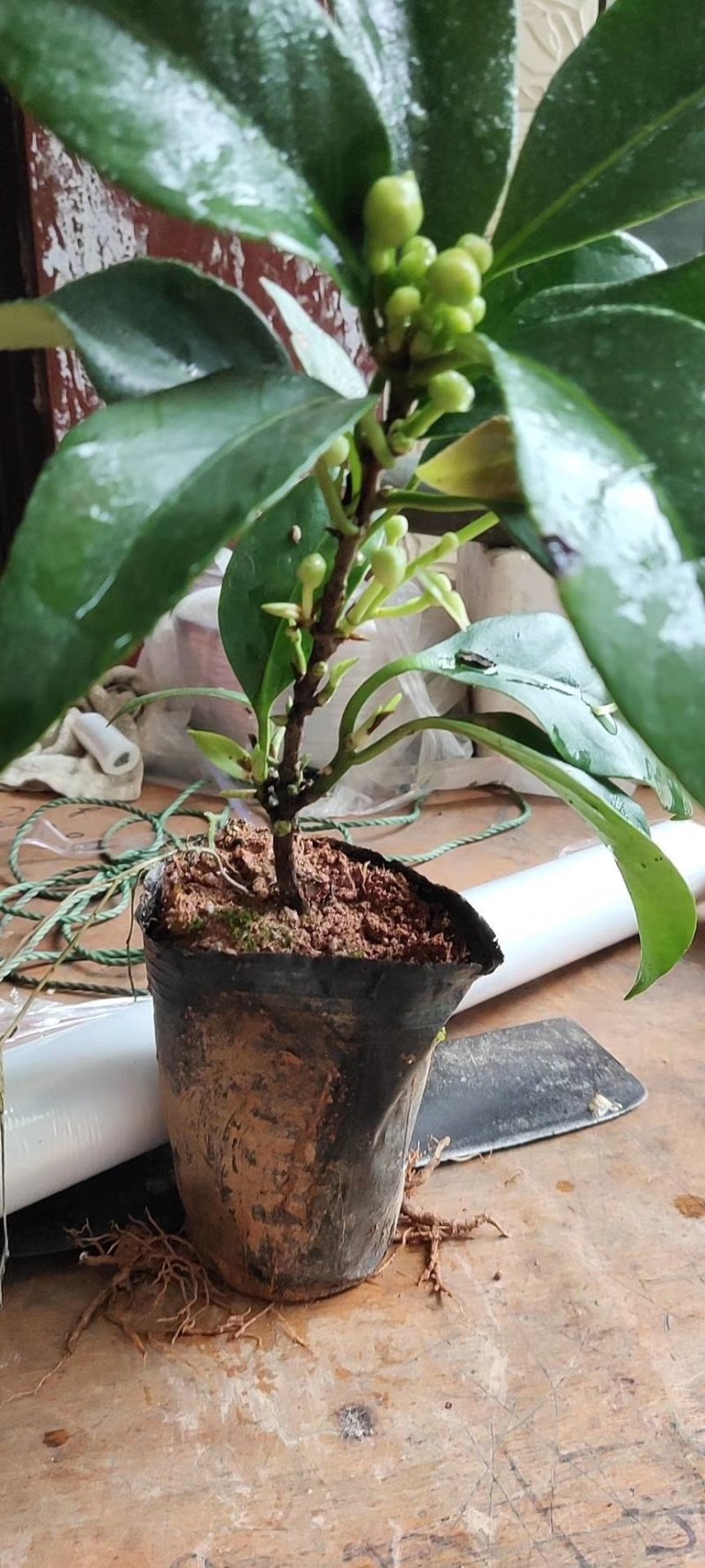布福娜黑老虎苗粉红一号黑老虎苗