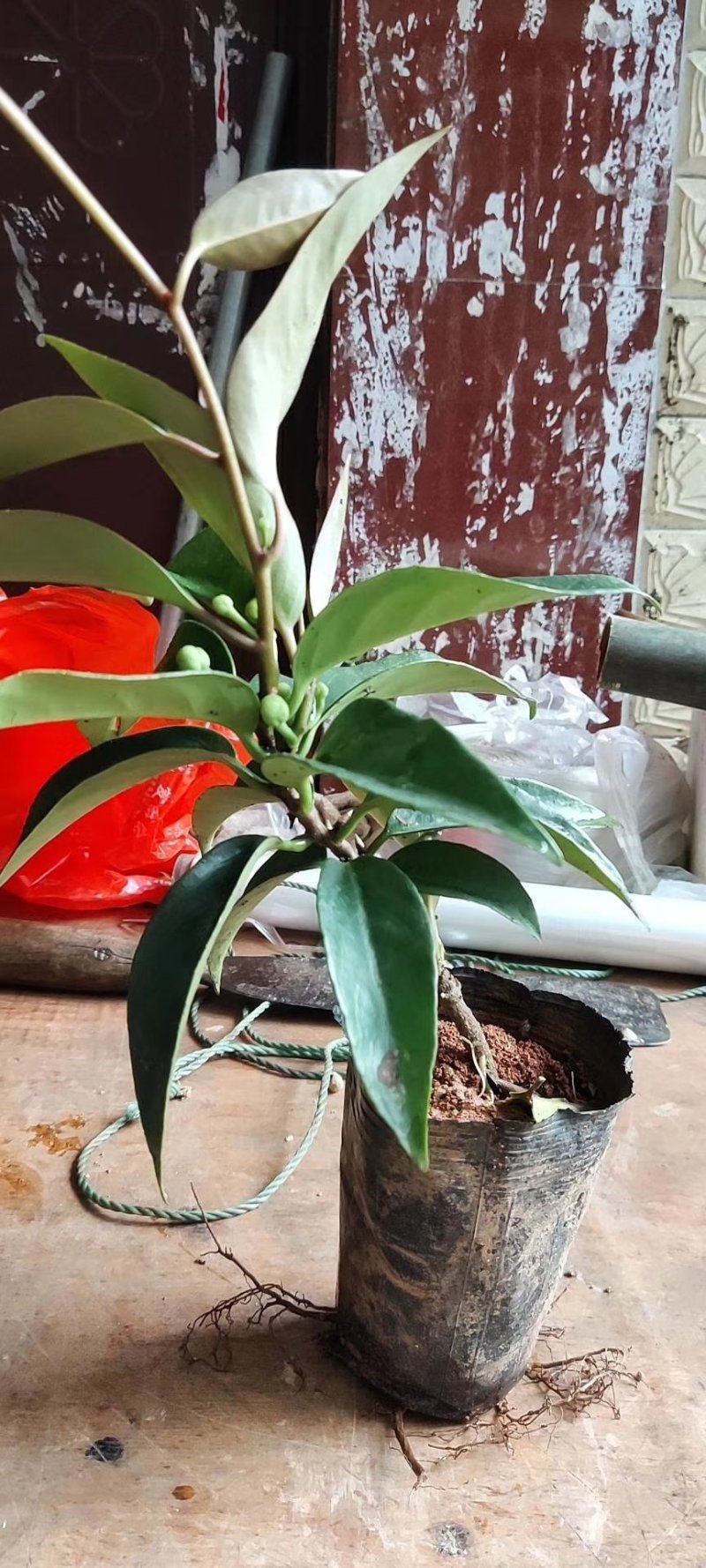 布福娜黑老虎苗粉红一号黑老虎苗