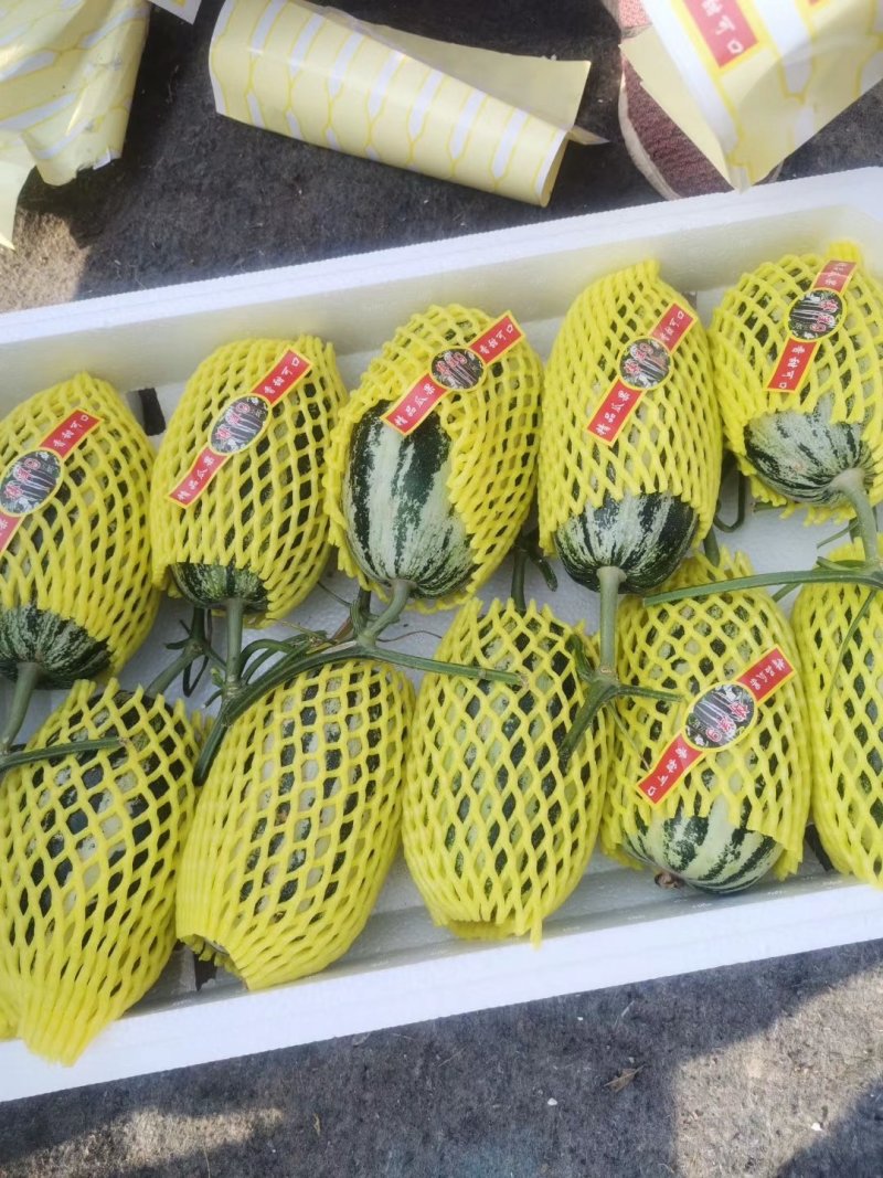 博洋甜瓜，脆甜爽口，单挑单选，产地直销，