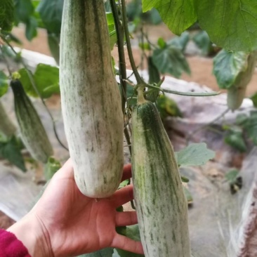 羊角蜜甜瓜，博洋甜瓜，冰糖籽，保证质量，大量供应！