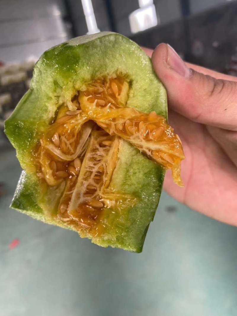 羊角蜜甜瓜，博洋甜瓜，冰糖籽，保证质量，大量供应！