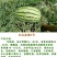 红金城五号西瓜种子甘肃原产中熟椭圆皮韧双红瓤高产不空心
