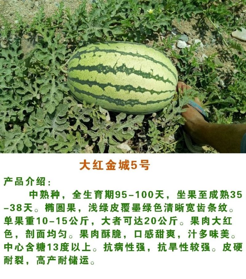 红金城五号西瓜种子甘肃原产中熟椭圆皮韧双红瓤高产不空心