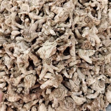 三叉白芨个常年供应多种规格三叉白芨个一手货源批发价
