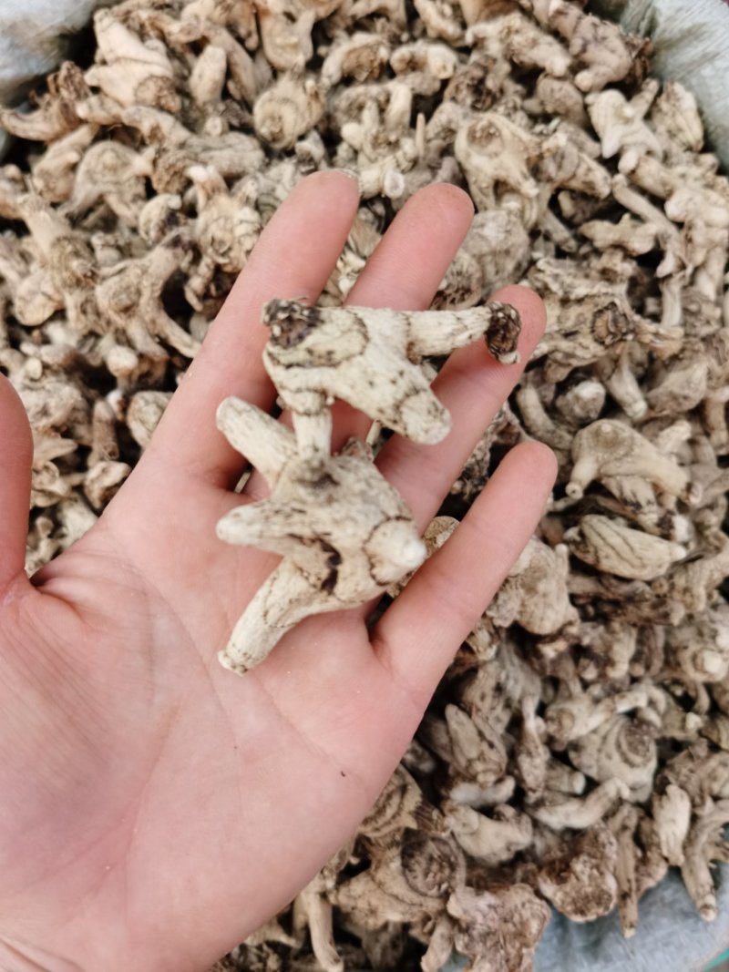 三叉白芨个常年供应多种规格三叉白芨个一手货源批发价