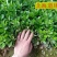 北海道围墙篱笆植物大叶北海道黄杨苗四季常青耐寒庭院绿篱