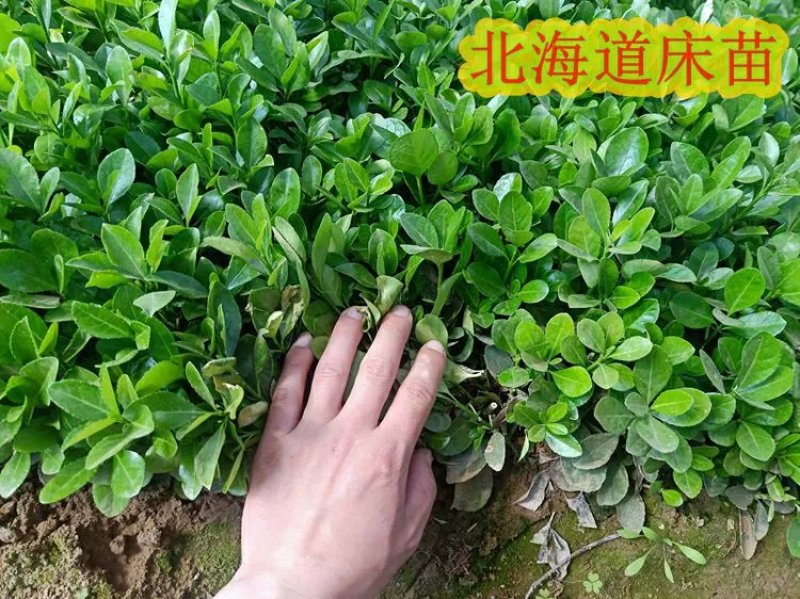 北海道围墙篱笆植物大叶北海道黄杨苗四季常青耐寒庭院绿篱