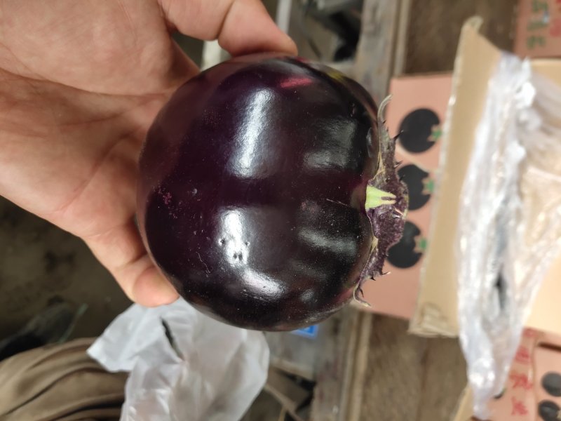 【推荐】精品圆茄，货源充足，鲜货供应，代办代发产地直销