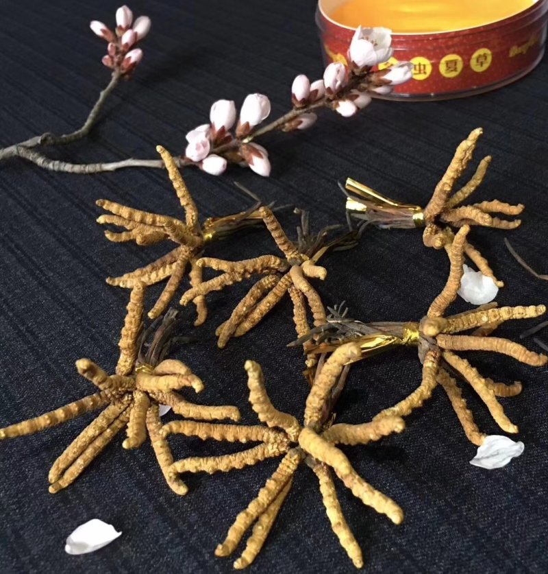玉树精品冬虫夏草30根礼盒装(一盒起发包邮)