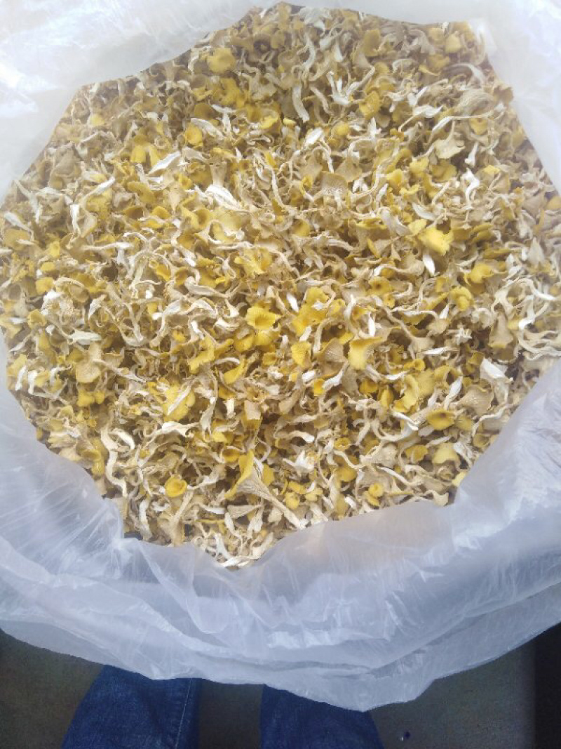 食用菌