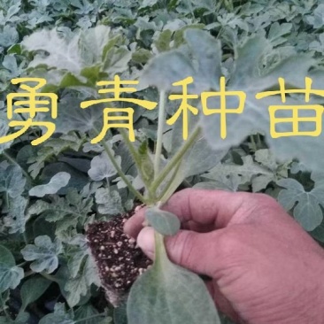 嫁接西瓜苗苗厂直供价格优惠甜王美都