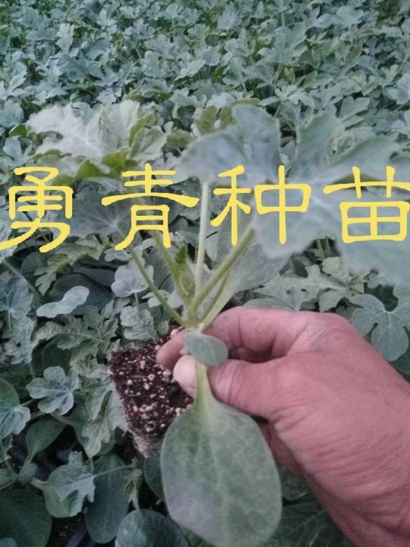 嫁接西瓜苗苗厂直供价格优惠甜王美都