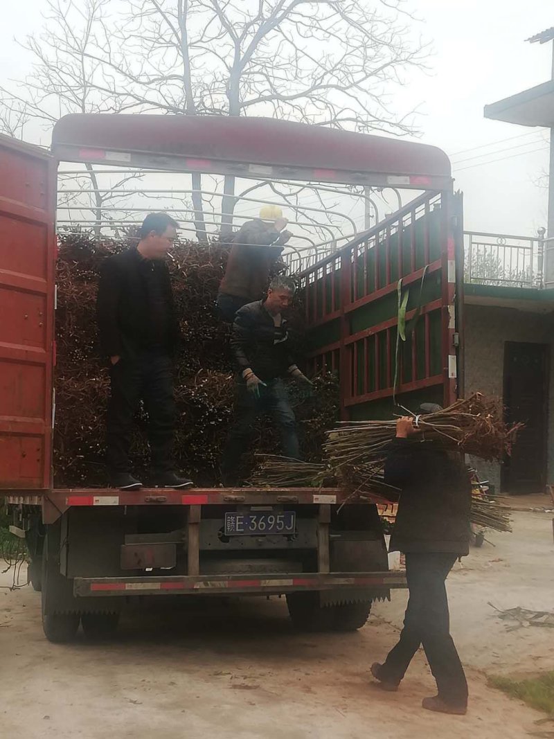 专业优质向全国供应盐肤木