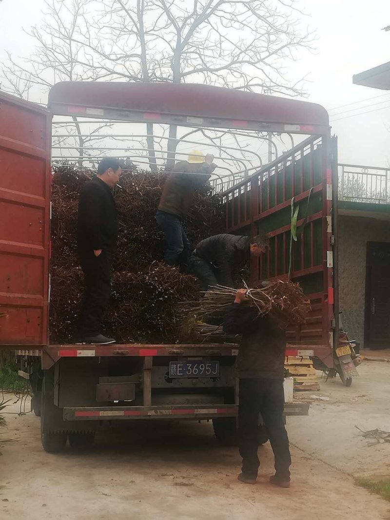 专业优质向全国供应盐肤木