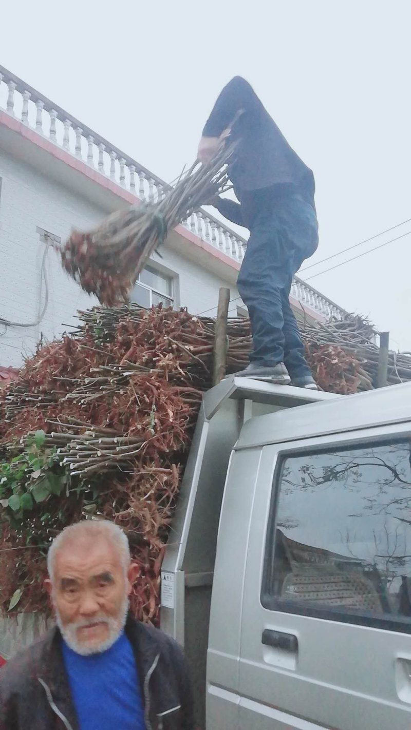 专业优质向全国供应盐肤木