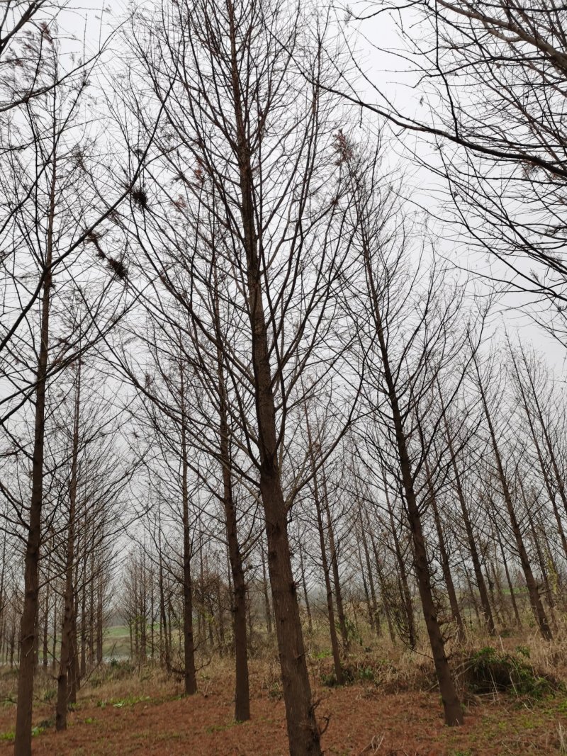 水杉8-15公分，分支点2-2.5，池杉，中山杉