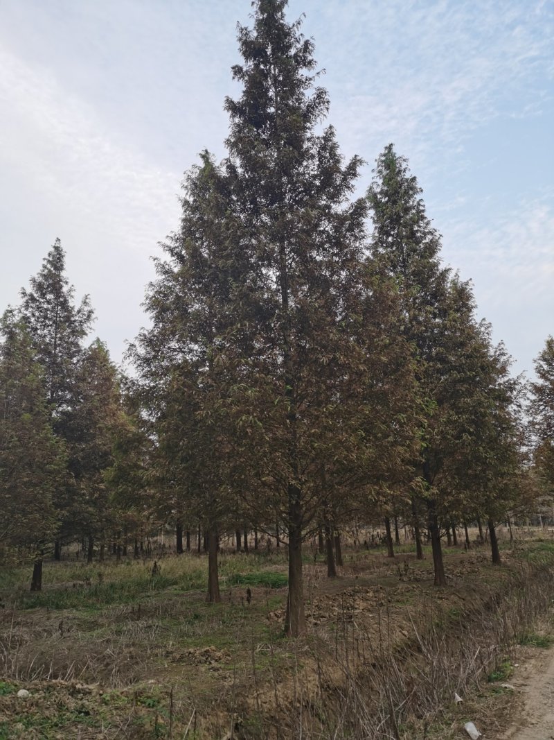 水杉8-15公分，分支点2-2.5，池杉，中山杉