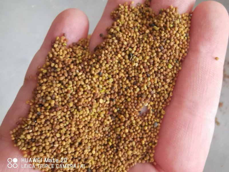 菟丝子精选优质菟丝子批发各种中药材