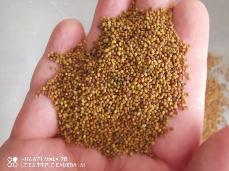 菟丝子精选优质菟丝子批发各种中药材