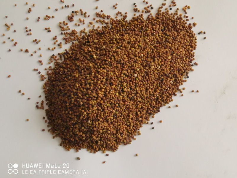 菟丝子精选优质菟丝子批发各种中药材