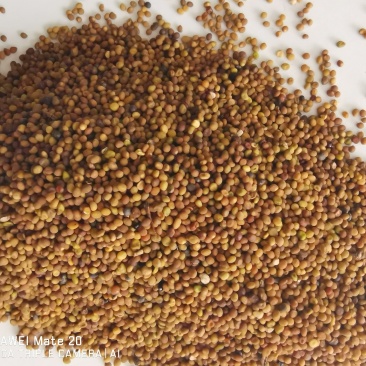 菟丝子精选优质菟丝子批发各种中药材