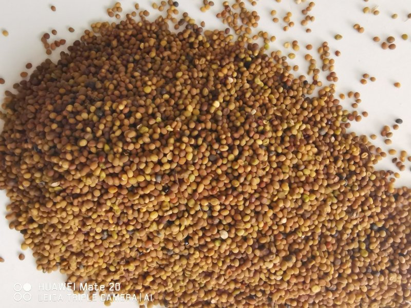 菟丝子精选优质菟丝子批发各种中药材