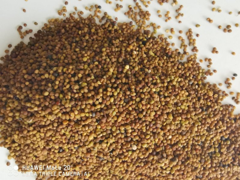 菟丝子精选优质菟丝子批发各种中药材