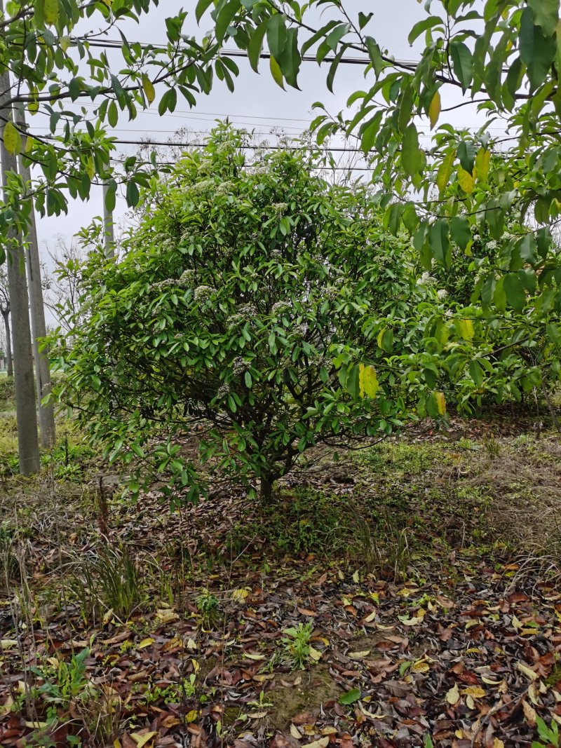 中华石楠，土石楠，本石楠，绿化工程，球，