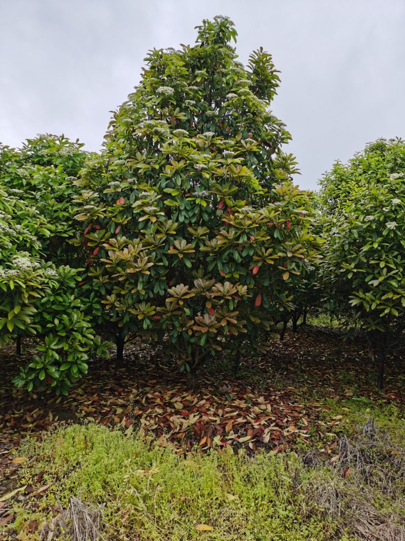 中华石楠，土石楠，本石楠，绿化工程，球，