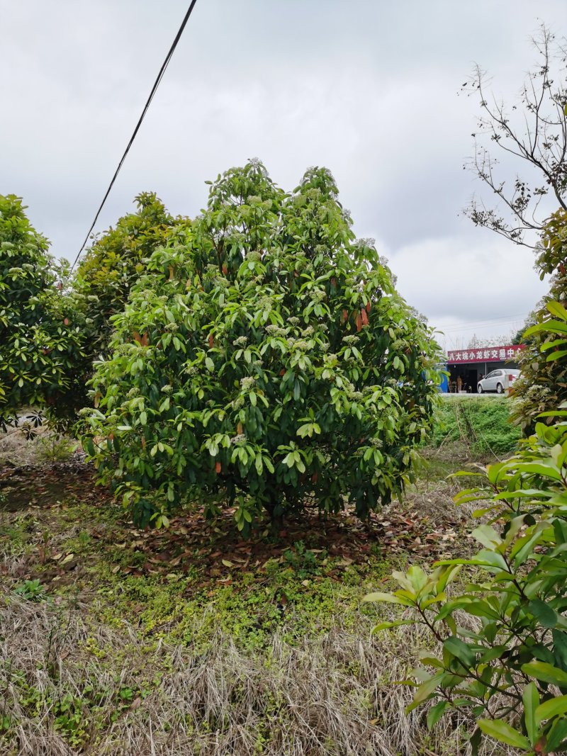 中华石楠，土石楠，本石楠，绿化工程，球，
