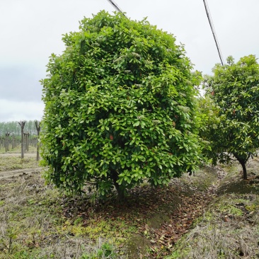 中华石楠，土石楠，本石楠，绿化工程，球，