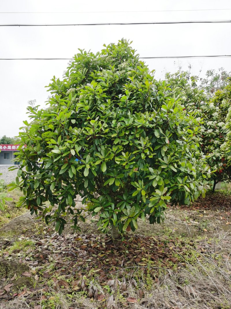 中华石楠，土石楠，本石楠，绿化工程，球，