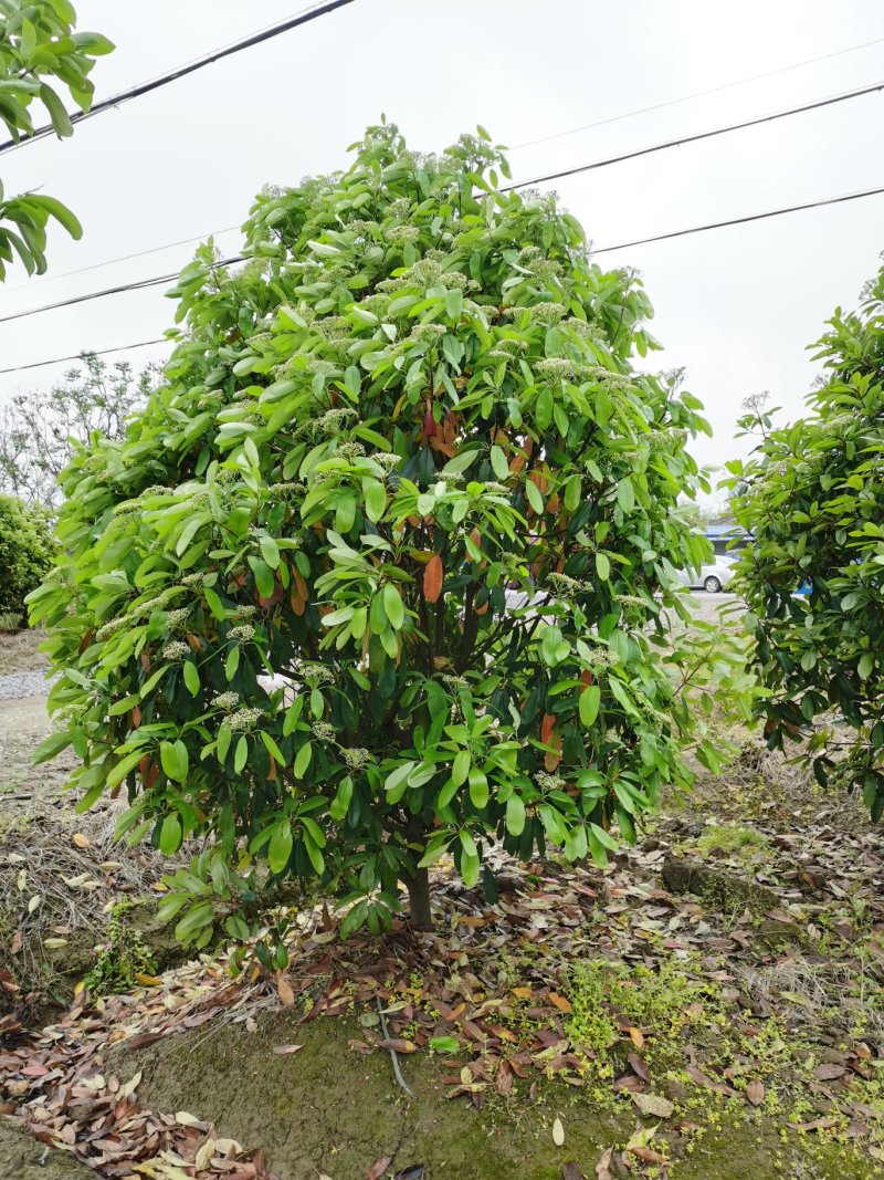 中华石楠，土石楠，本石楠，绿化工程，球，