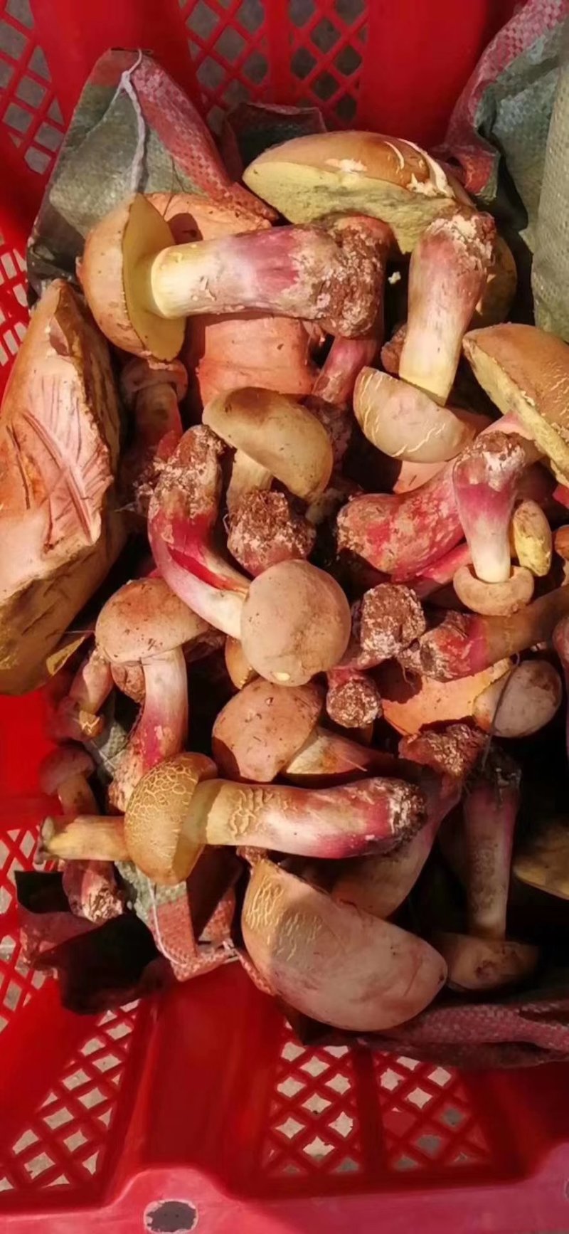 精品红葱