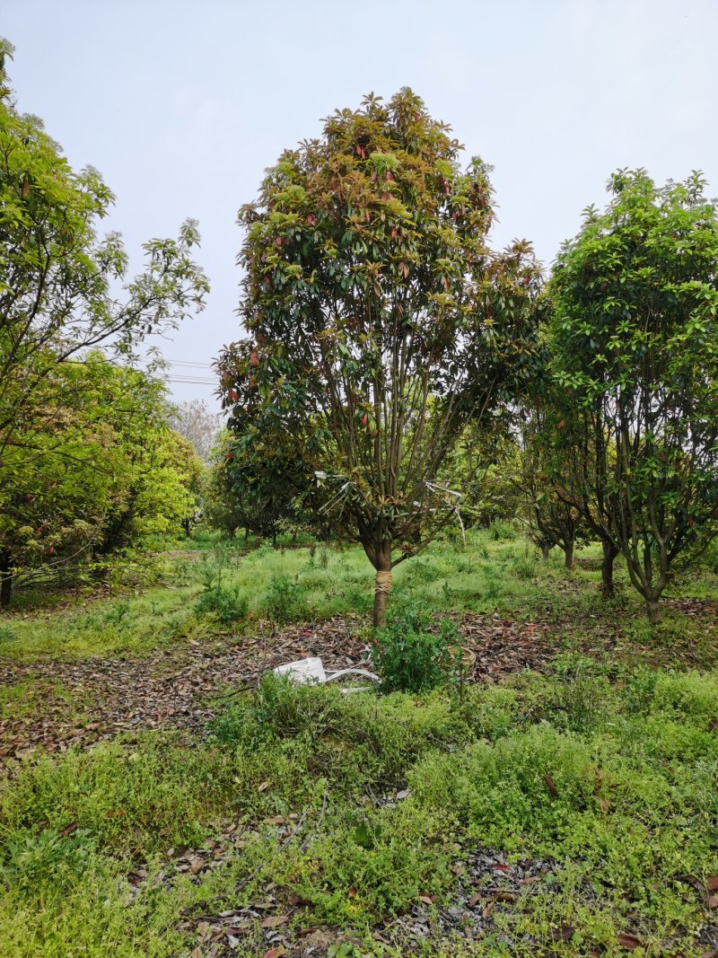 中华石楠，土石楠，本石楠，绿化工程，球，