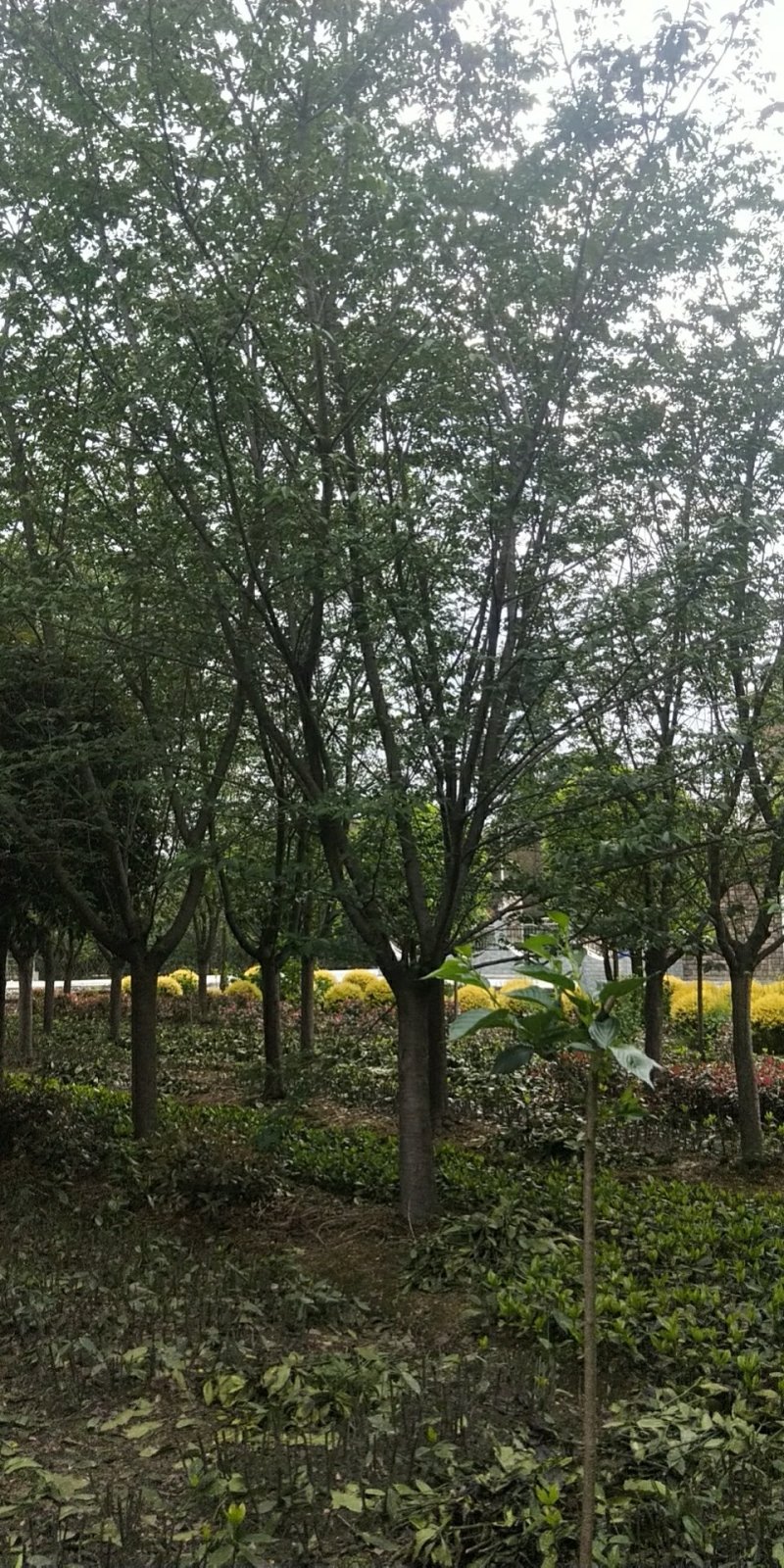 早樱